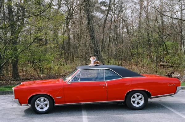 1966-Pontiac--GTO